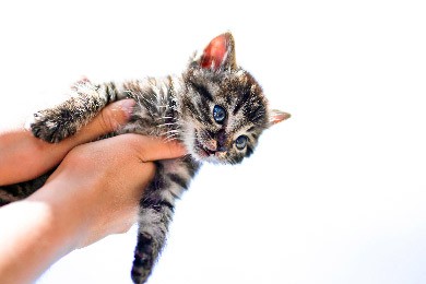 Warum Deine Katze Es Hasst, Hochgenommen Zu Werden Und Was Hilft