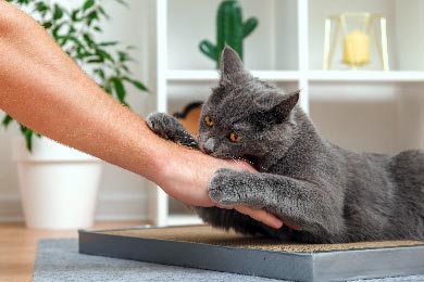 Warum Deine Katze Nach Deiner Hand Schnappt Und Dich Beißt