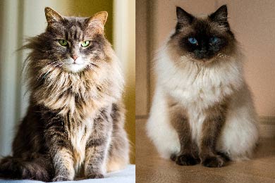 Maine Coon Oder Ragdoll-Katze? Welche Rasse Passt Zu Dir?