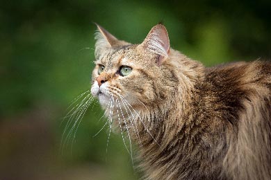 Wann Fangen Maine Coons An Zu Markieren?