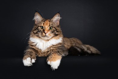 Haben Maine Coon Katzen Mehr Zehen (Polydaktylismus)?