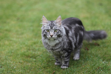 Sind Maine Coon Katzen Wild?