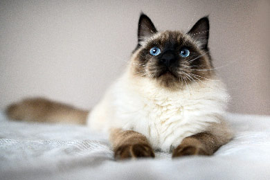 20 Gründe, Warum Ragdoll-Katzen Wunderbare Haustiere Sind