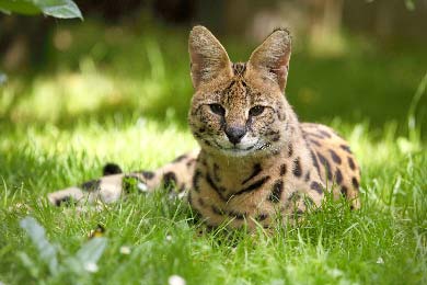 Sind Savannah-Katzen Gefährlich? Was Zu Beachten Ist