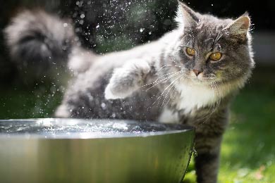 Warum Hassen Katzen Wasser?