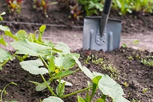 Ist Kaninchen Kot Ein Guter Dünger Für Den Garten?