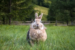 Finden Kaninchen Wieder Nach Hause?