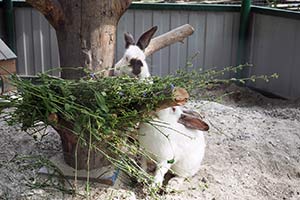 17 Pflanzen, Sträucher Und Blumen Die Kaninchen Nicht Fressen