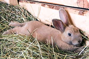 Kann Ein Kaninchen Ein Gebrochenes Rückgrat Überleben?