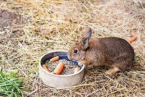 17 Lebensmittel, Die Kaninchen Sicher Essen Können