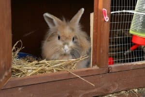 Löwenkopfkaninchen Als Haustiere (Eine Vollständige Pflegeanleitung Mit Tipps)