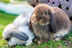 Ein Kompletter Leitfaden Für Schlappohr Kaninchen