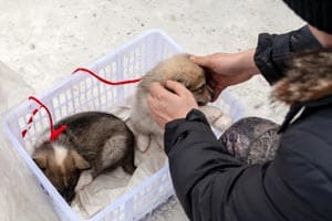 Durchschnittliche Kosten Für Die Anschaffung Eines Huskys