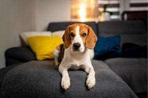 Sind Beagles Gute Wohnungshunde?