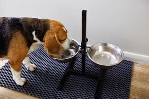 Wie Viel Wasser Sollte Ein Beagle-Welpe Trinken?