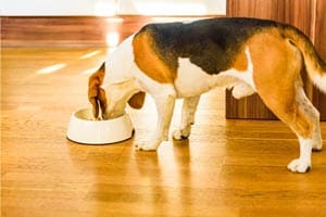 Sind Beagles Wählerische Esser?