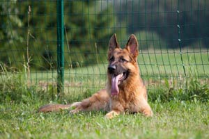 Können Deutsche Schäferhunde Bei Hitze Draußen Bleiben?