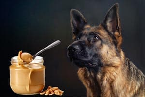 Dürfen Deutsche Schäferhunde Erdnussbutter Fressen?