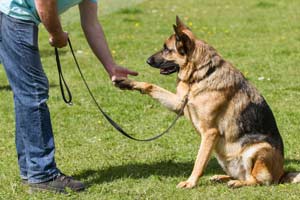 Sind Deutsche Schäferhunde Leicht Zu Erziehen? (Beantwortet!)