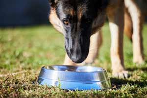 Was Deutsche Schäferhunde Fressen Können (Und Nicht Fressen Dürfen)