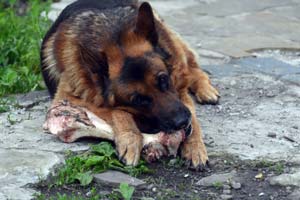 Können Deutsche Schäferhunde Knochen Kauen?