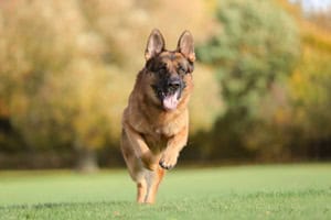 Können Deutsche Schäferhunde Lange Strecken Laufen?