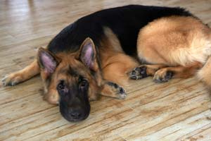 Wie Viel Schlaf Sollte Ein Deutscher Schäferhund Bekommen?
