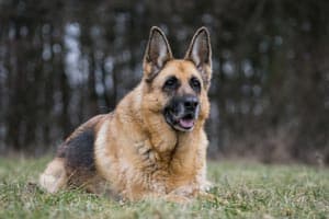 Deutscher Schäferhund – Temperament: Wie Ist Es, Einen Zu Besitzen?