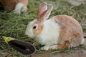 Dürfen Kaninchen Auberginen Essen?