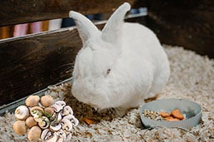 Dürfen Kaninchen Pilze Essen? (Knopf, Kastanie, Portobello, Wild)