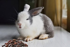 Dürfen Kaninchen Rosinen Essen?