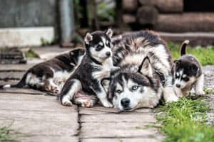 5 Faktoren, Die Die Kosten Für Huskys Beeinflussen (+ Versteckte Kosten)