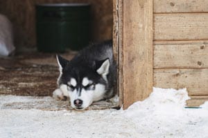 Können Huskys Bei Kälte Draußen Bleiben?