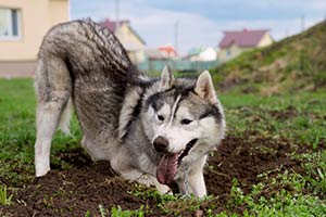 Die 3 Wahrscheinlichsten Gründe, Warum Dein  Husky Immer Wieder Löcher Gräbt