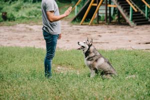 Sind Huskys Gute Diensthunde?