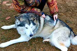 Siberian Husky Haarausfall: Der Ultimative Leitfaden!