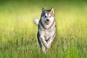 Hyperaktive-Huskys: Werden Sie Sich Jemals Beruhigen? 5 Neue Beruhigungsmittel!