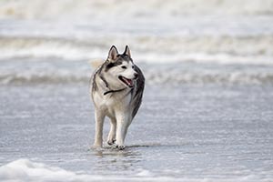 3 Gründe, Warum Dein Husky Gerne Ins Wasser Geht