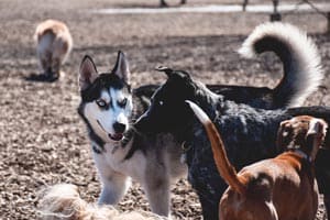 Kommen Huskys Gut Mit Anderen Hunden Aus? Was Ist Mit Kleinen Hunden?