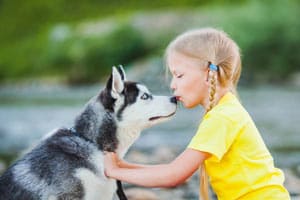 Sind Huskys Gut Mit Kindern? Ein Leitfaden Für Eltern