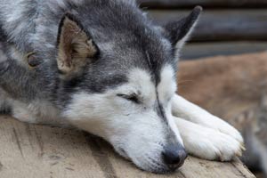 Wie Lange Schlafen Huskys? Schlafen Schlittenhunde Viel?