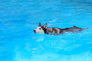 Können Huskys Schwimmen?