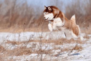 Wie Hoch Können Huskys Springen?