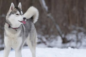 Husky-Temperament: Wie Ist Es, Einen Zu Besitzen?