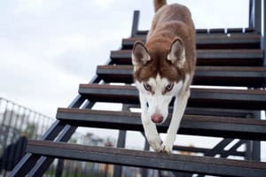 Können Huskys Treppen Steigen?