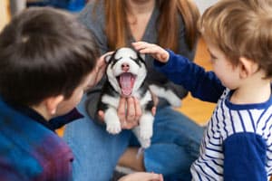 Sind Husky-Welpen Gut Mit Kindern?