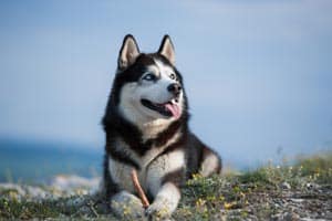 Wie Man Huskys Zur Ruhe Bringt (Beantwortet!)