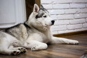 Huskys Als Haustiere: Kosten, Lebenserwartung Und Temperament