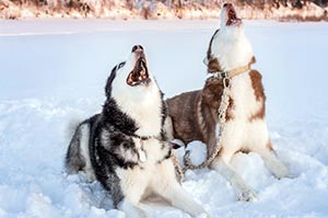 7 Gründe, Warum Huskys Heulen Statt Bellen