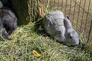 Ziehen Kaninchen Nagetiere An? (Ratten & Mäuse)